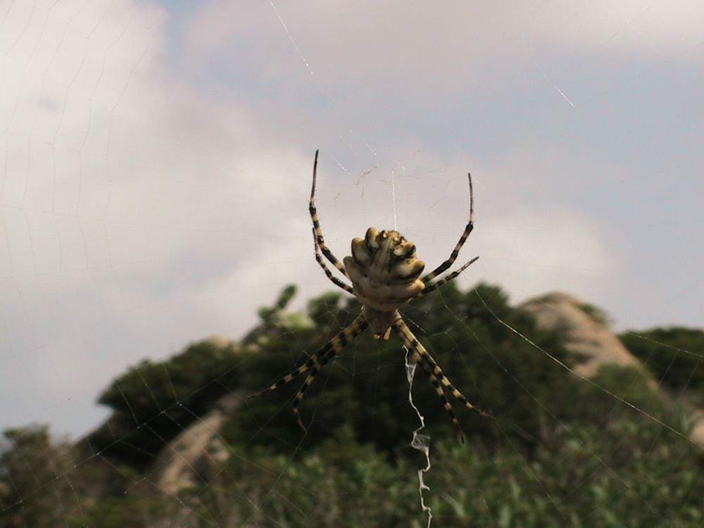 ARGIOPE LOBATA